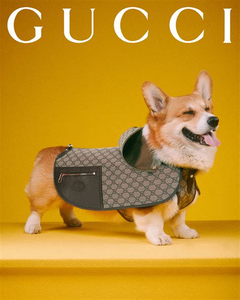 gucci logo hungry cat|gucci dog and cat.